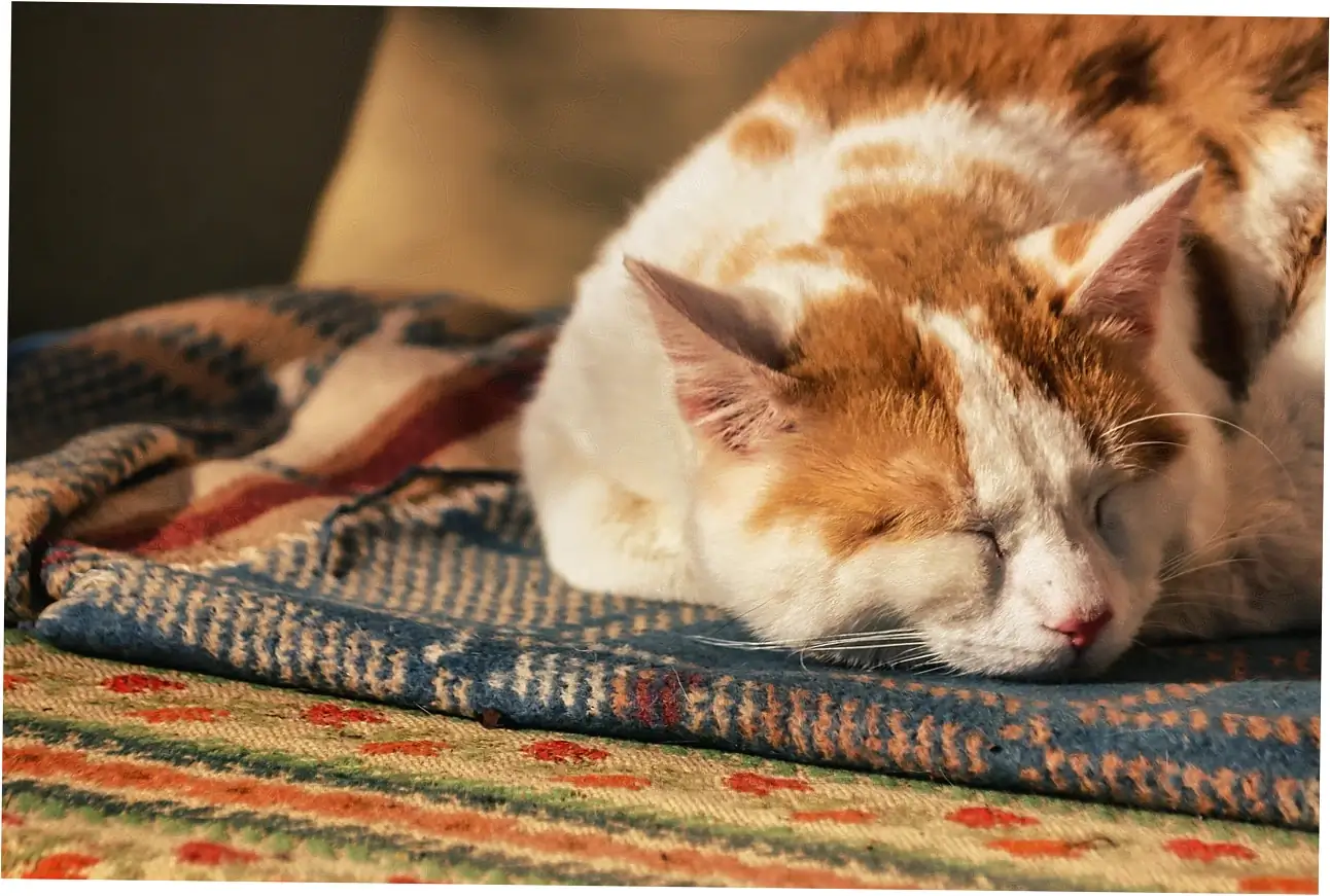 Here's a practical guide to keeping an eye on your cat.