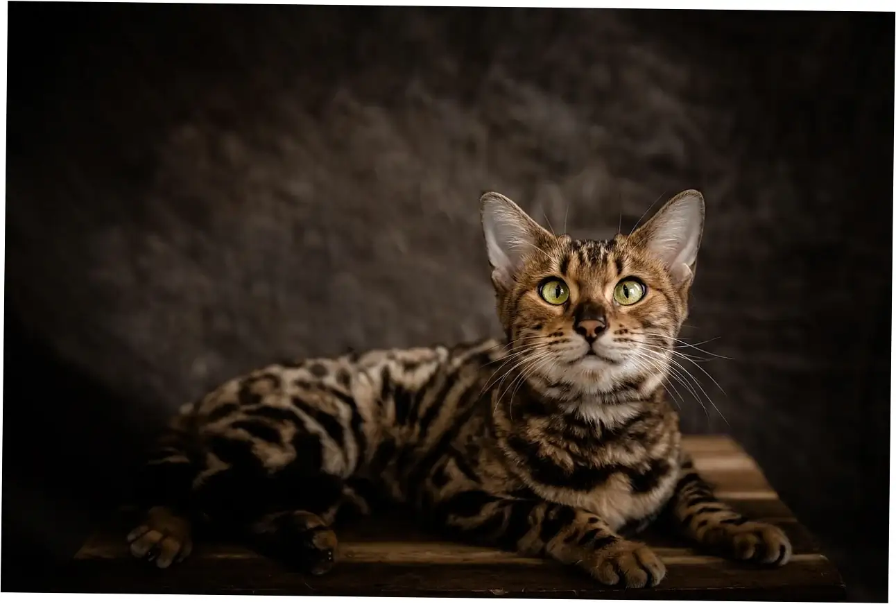 Purring is a tool cats use to soothe themselves and survive.