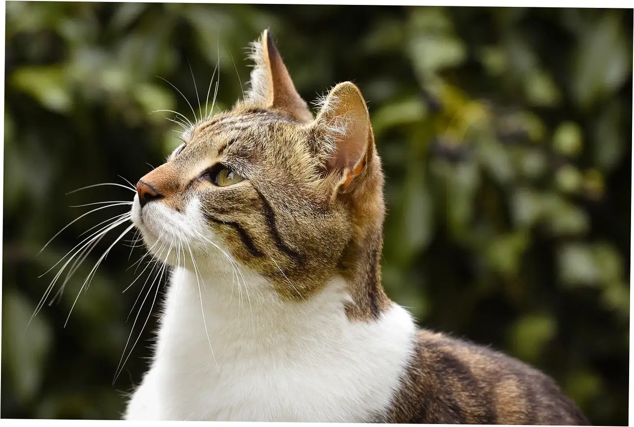 can cats purr when they are sick