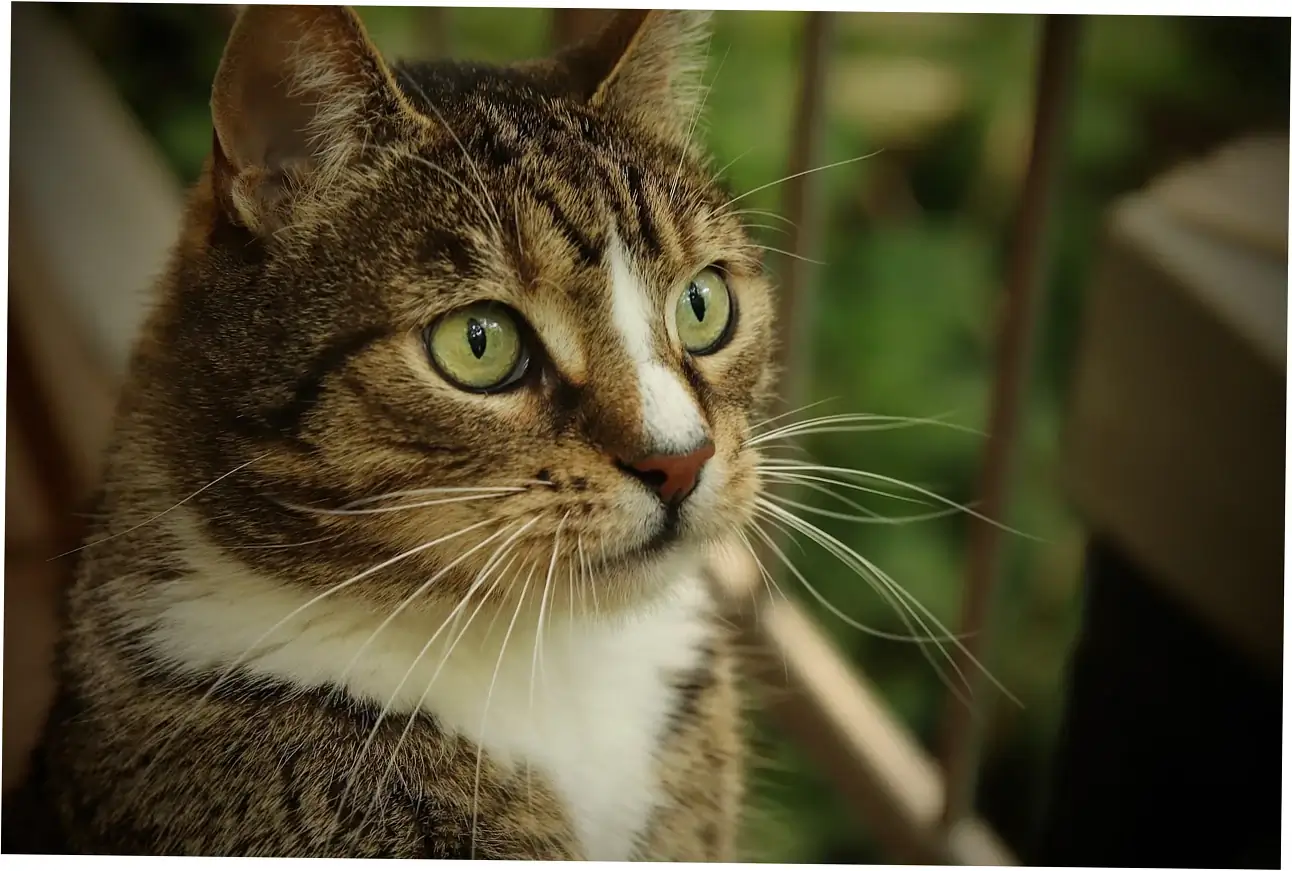 Wanna get really good at understanding cat talk?