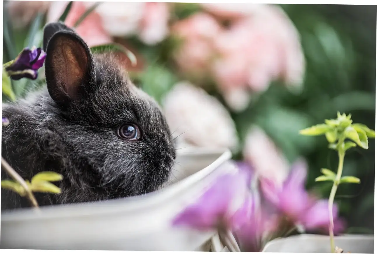 Let's look at what's actually in orange peel for rabbits.