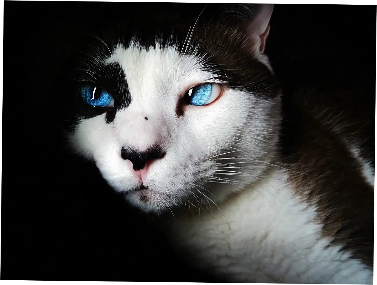 Keeping an eye on your cat's health and knowing when to call the vet.
