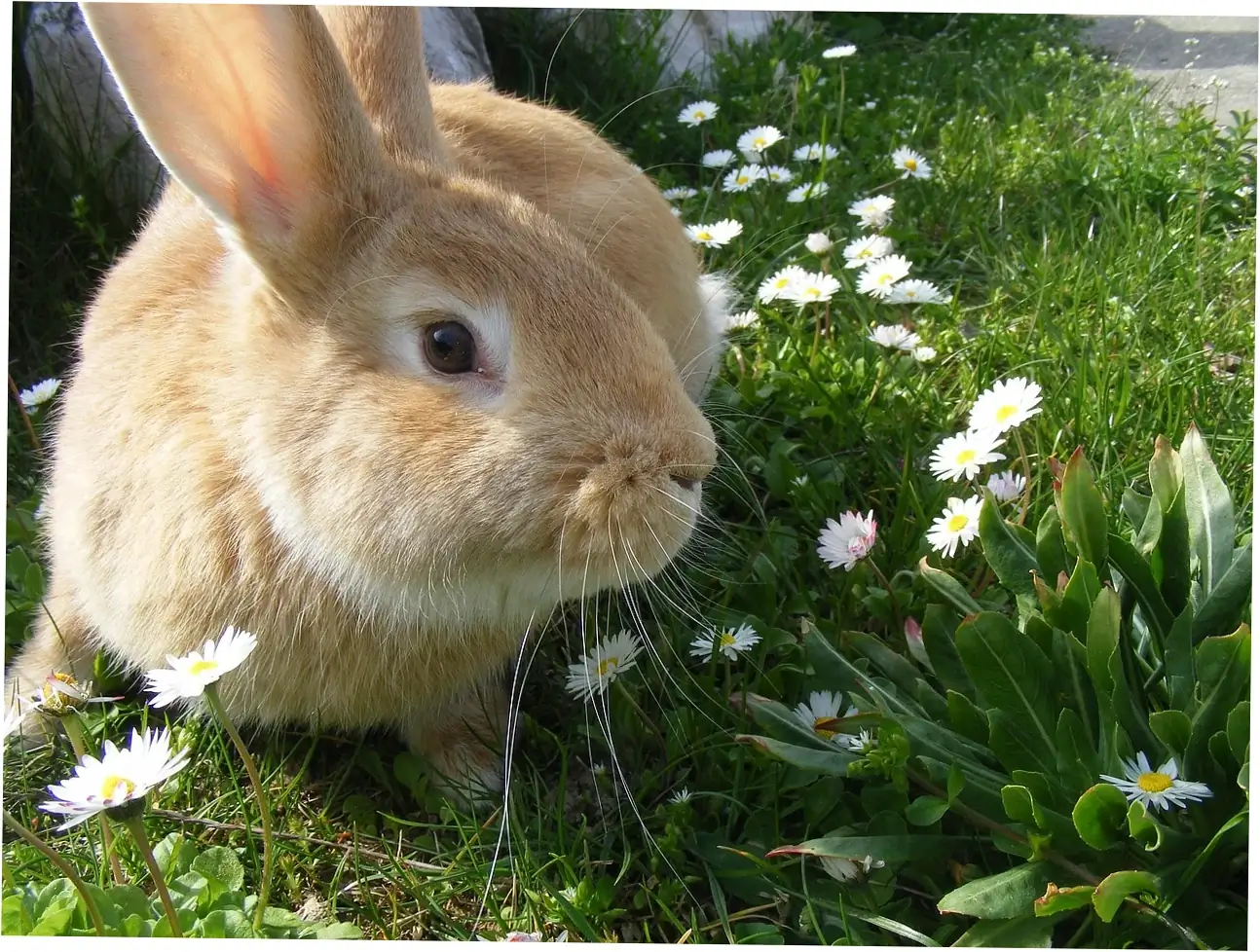 Let's hear what the experts and fellow rabbit owners have to say.