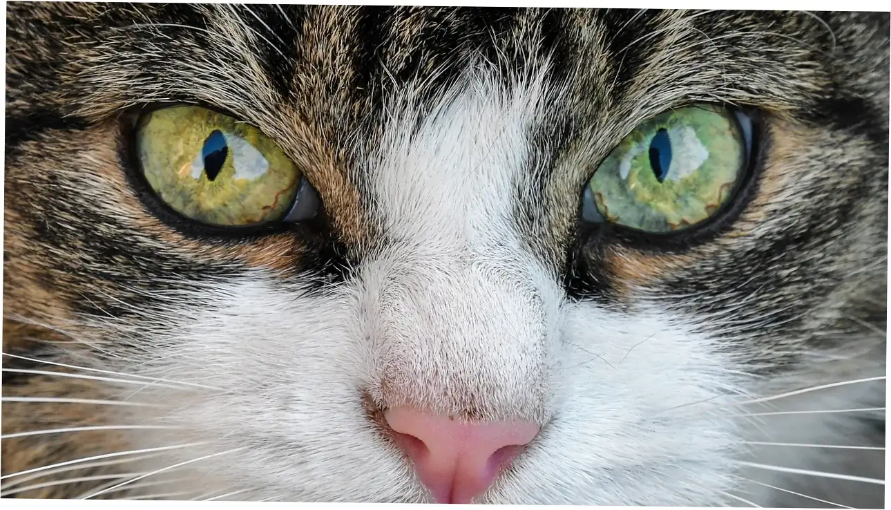 Let's figure out what a cat's purr really means—it's not always about being happy.