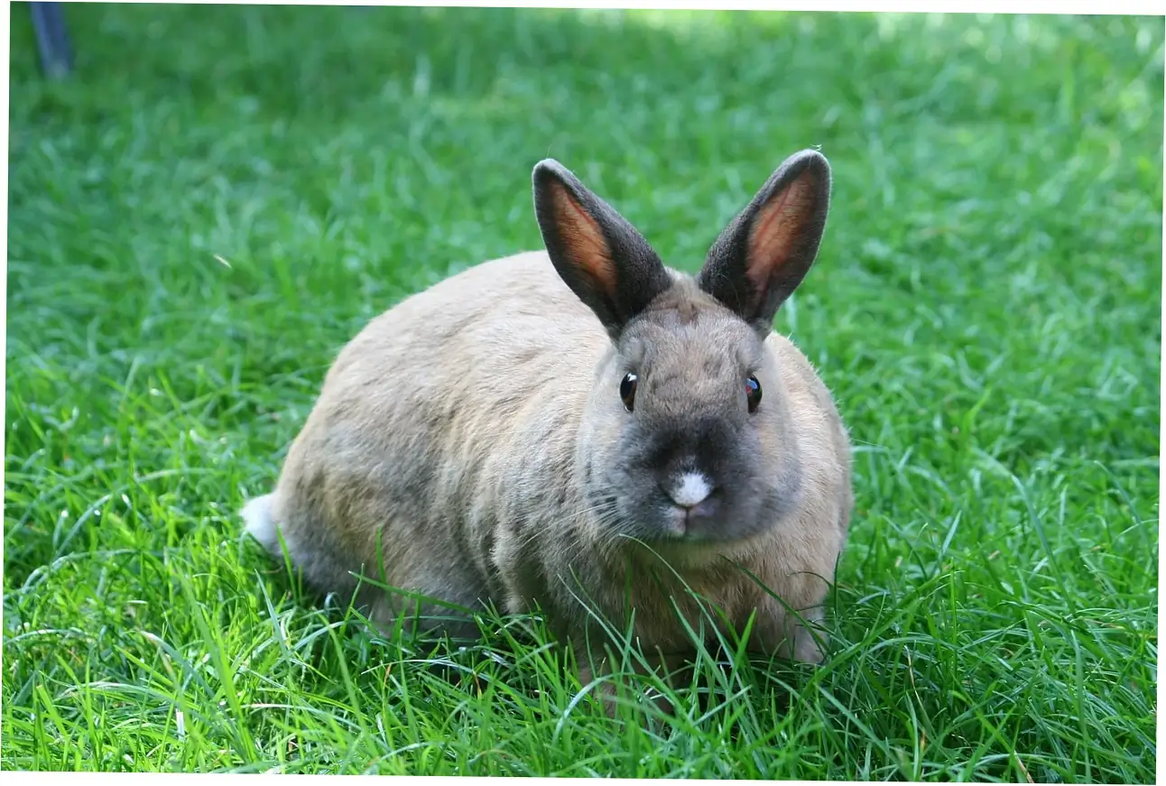Let's talk about common health problems and how they affect a lionhead rabbit's lifespan.