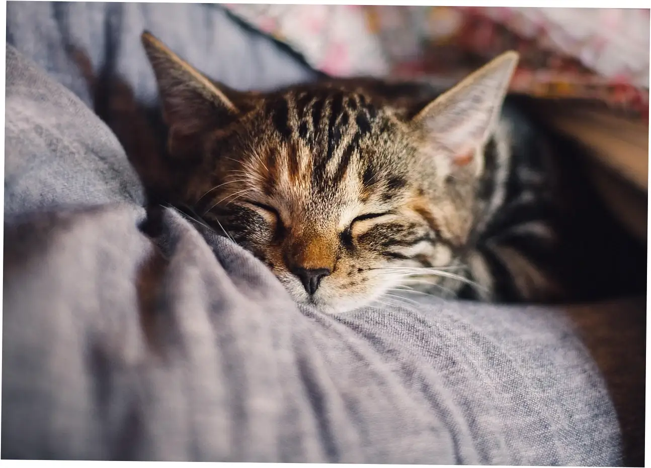 Purring can be a sign your cat is sick.