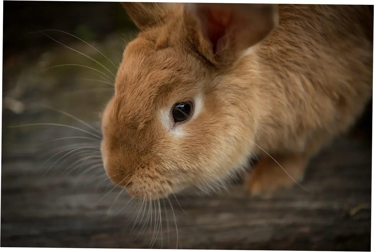 Here's how to safely feed watermelon to your rabbit and get it ready.