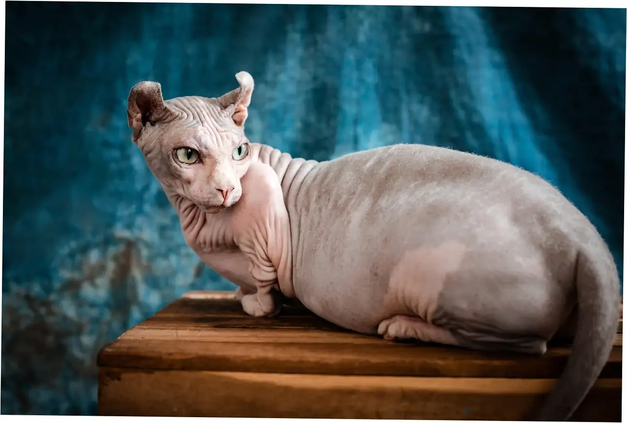 Purring is a tool cats use to soothe themselves and survive.