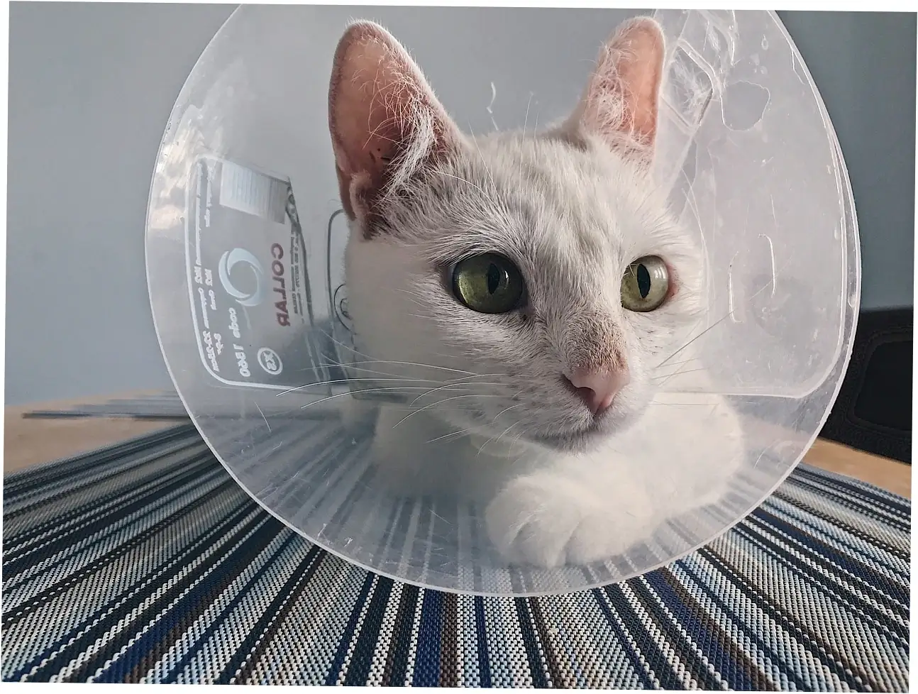 The Science Behind the Feline Rumble