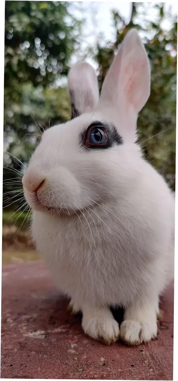 Special Considerations and FAQs from Rabbit Owners