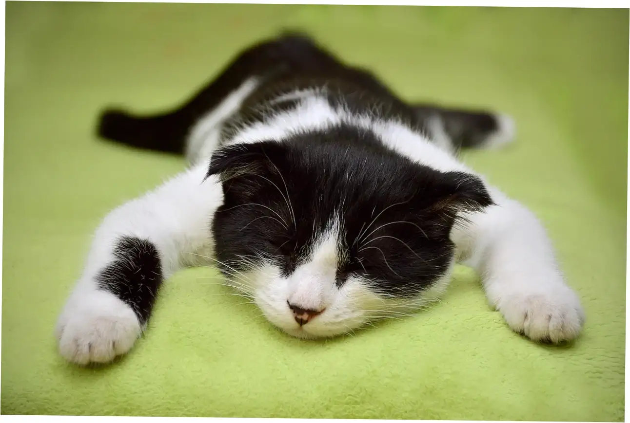 Let's figure out what it means when your cat purrs in its sleep—is it happy or is something wrong?