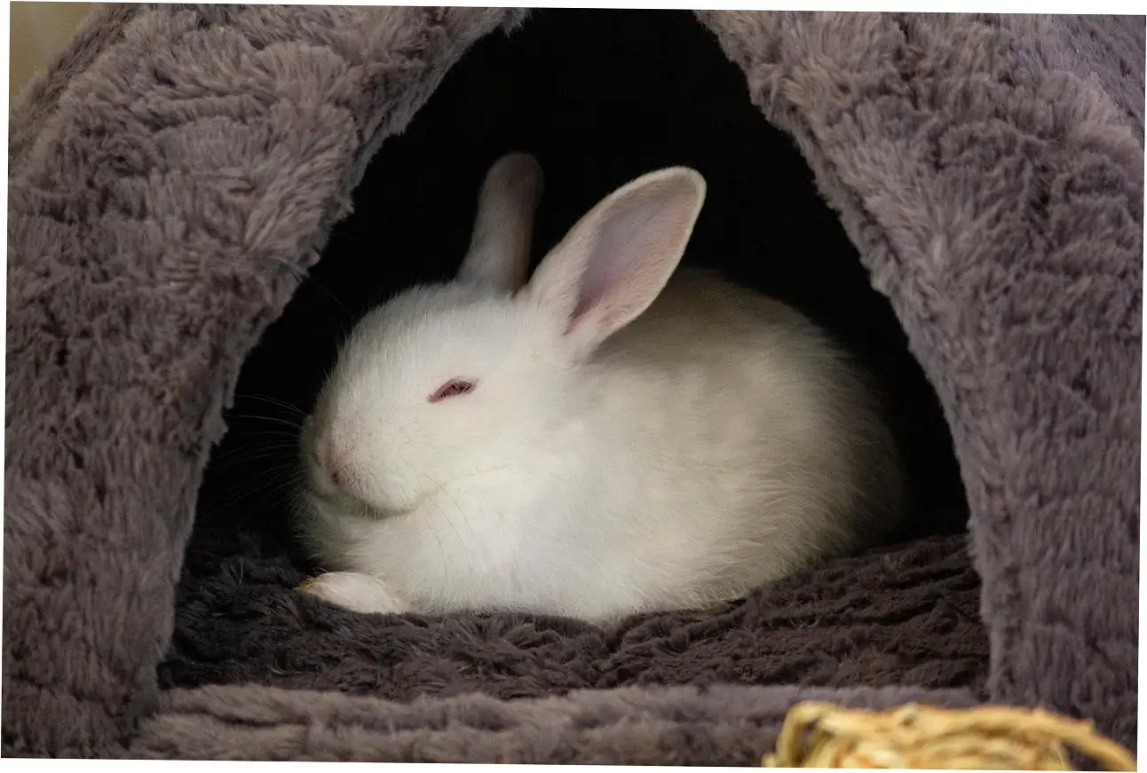 Let's look at what's in watermelon for bunnies.