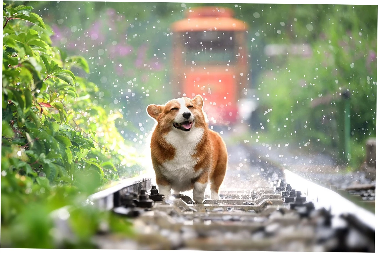 So, why does your big older dog need that special kind of support?