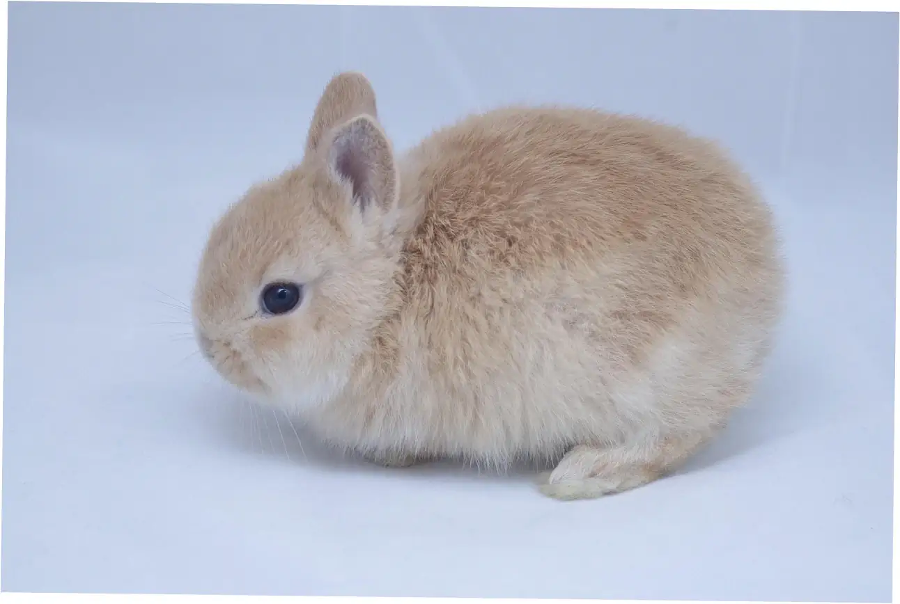 Let's talk about caring for your older rabbit.