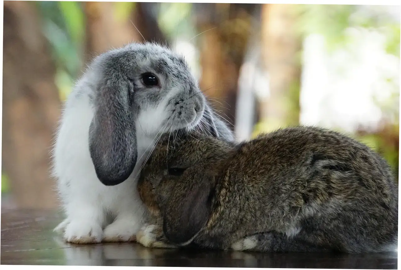 Let's talk about pellets and what they add to your rabbit's diet.