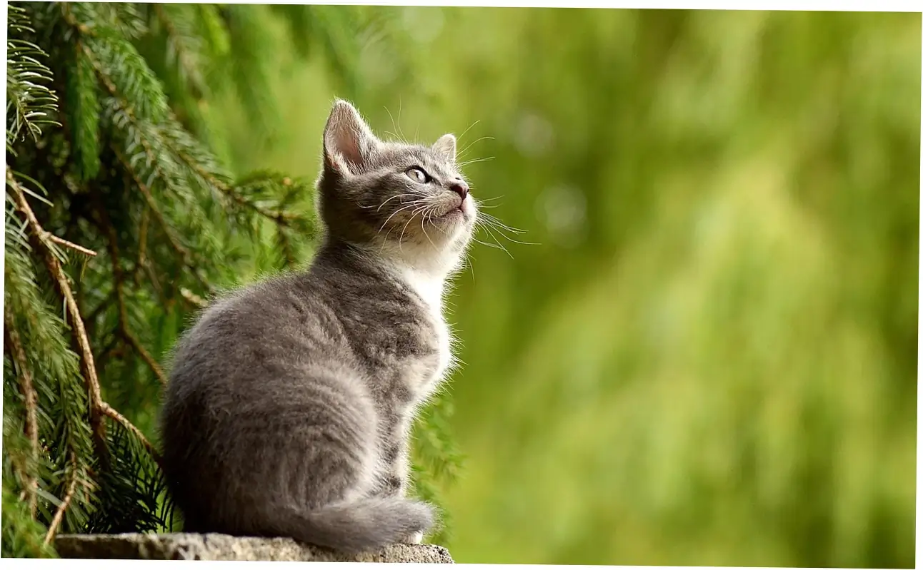 The Science Behind the Feline Purr
