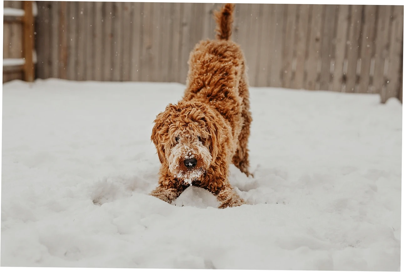 Decoding Orthopedic Bed Features for Heavy Dogs