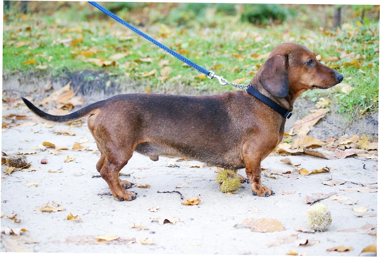 Decoding Orthopedic Bed Features for Heavy Dogs