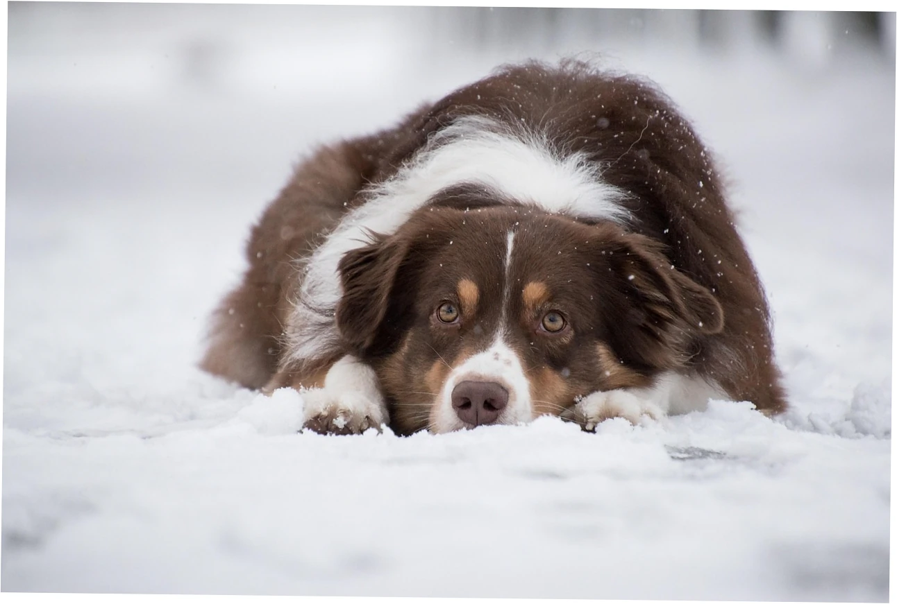 Supportive dog mattress for giant breed dogs