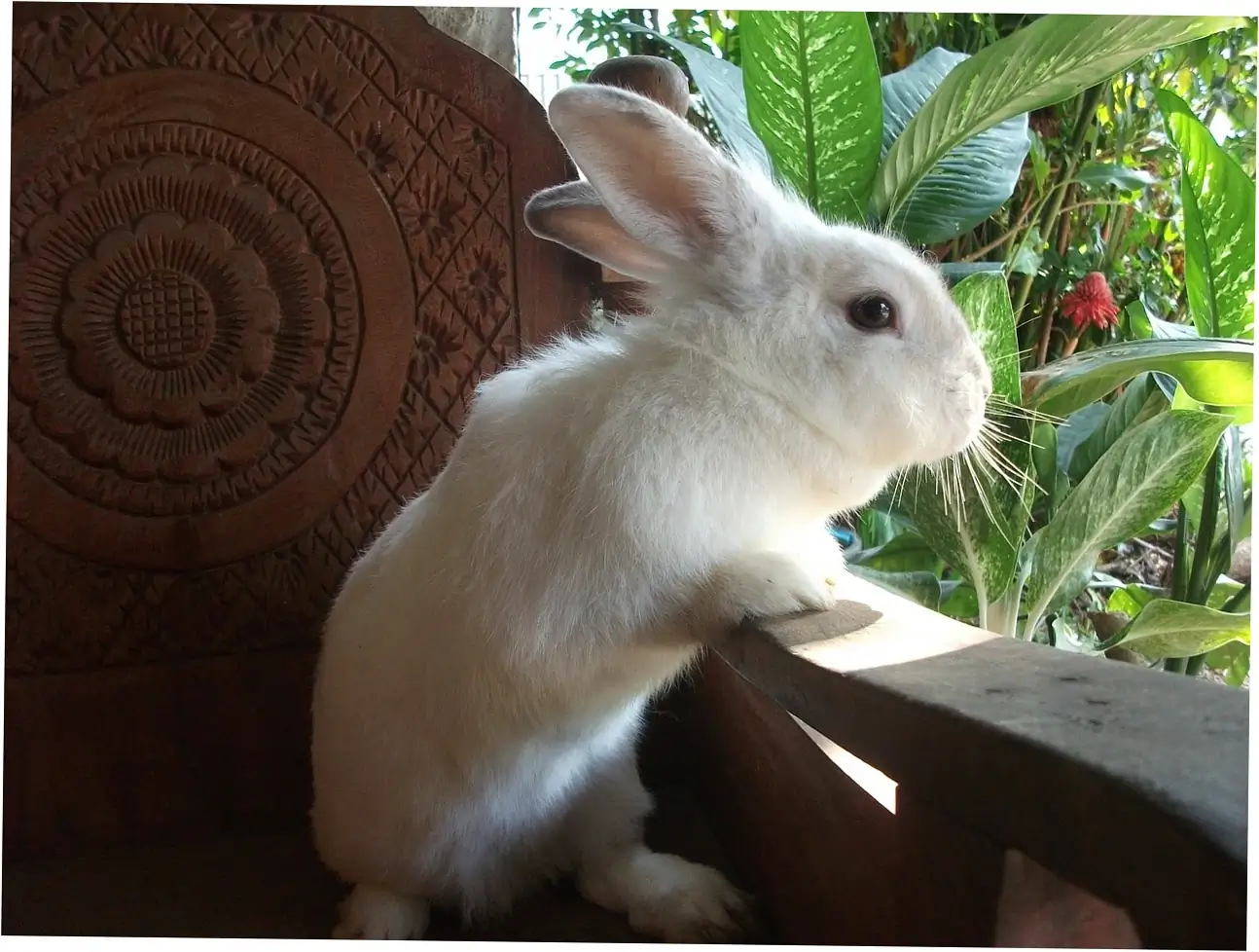 Expert Opinions and Veterinary Advice