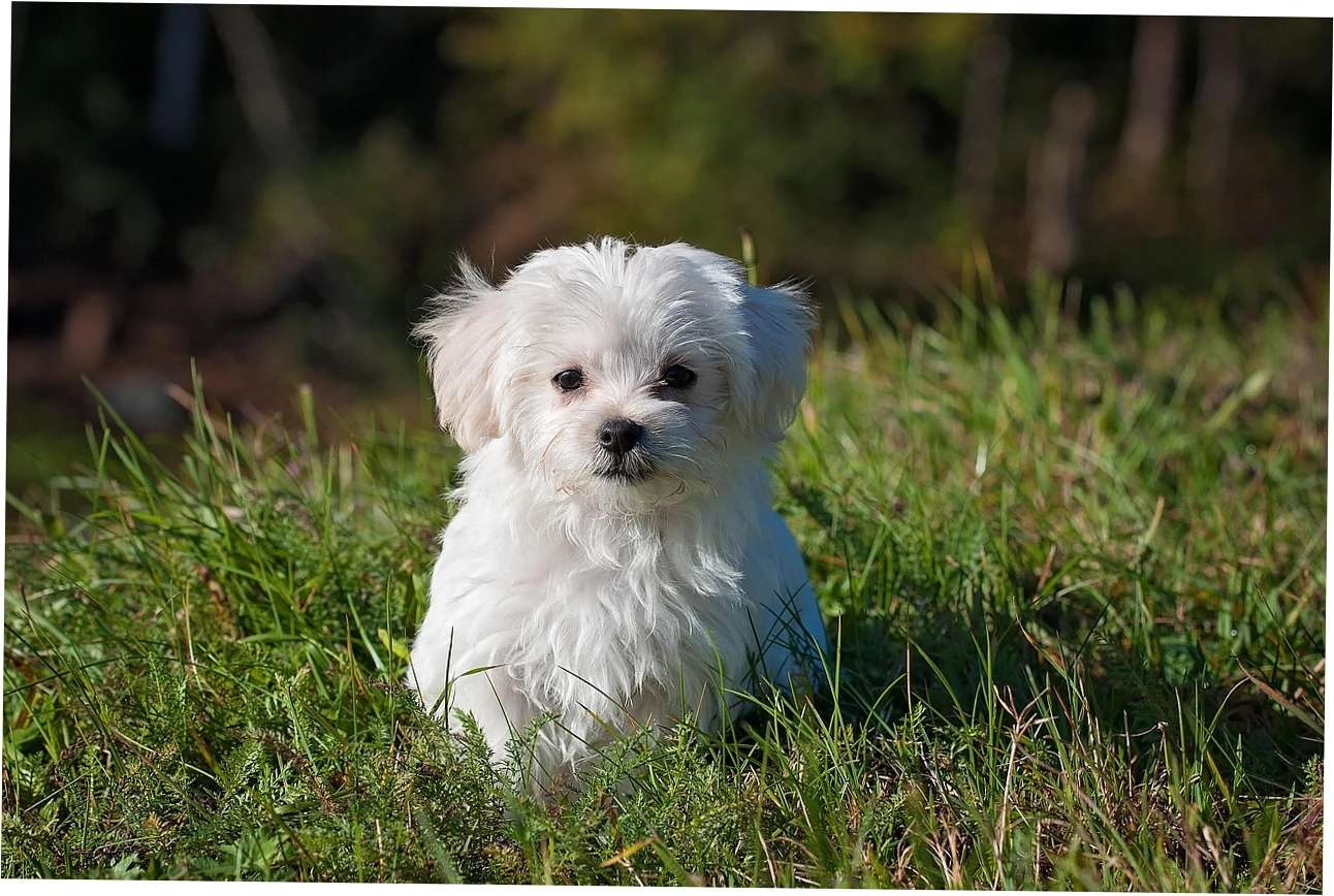 FAQ About Orthopedic dog bed for large older dogs