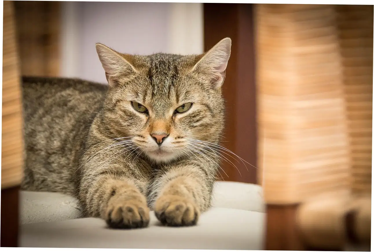 Let's talk about how vets see purring and your cat's health.