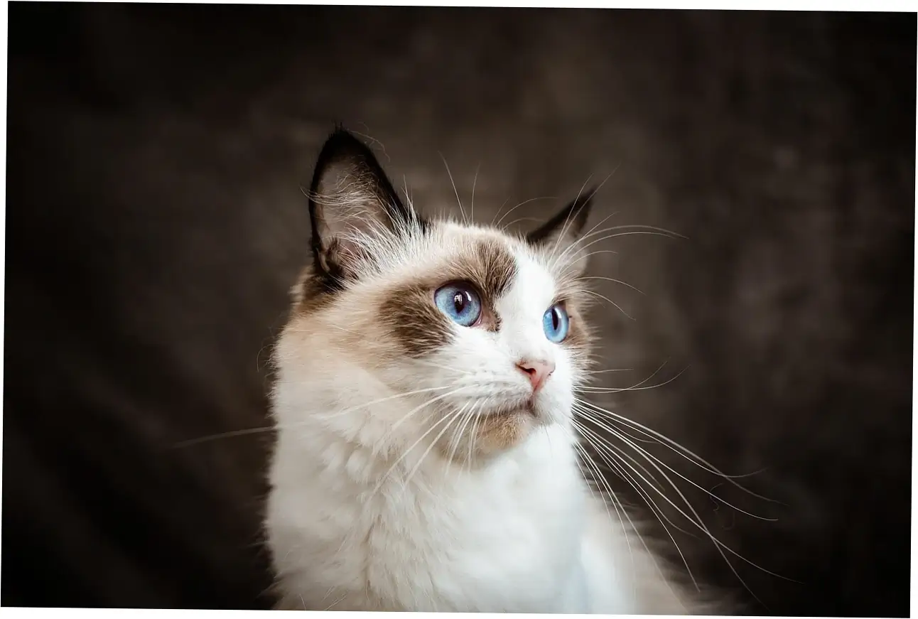 Let's talk about using your cat's purr to help them feel better.