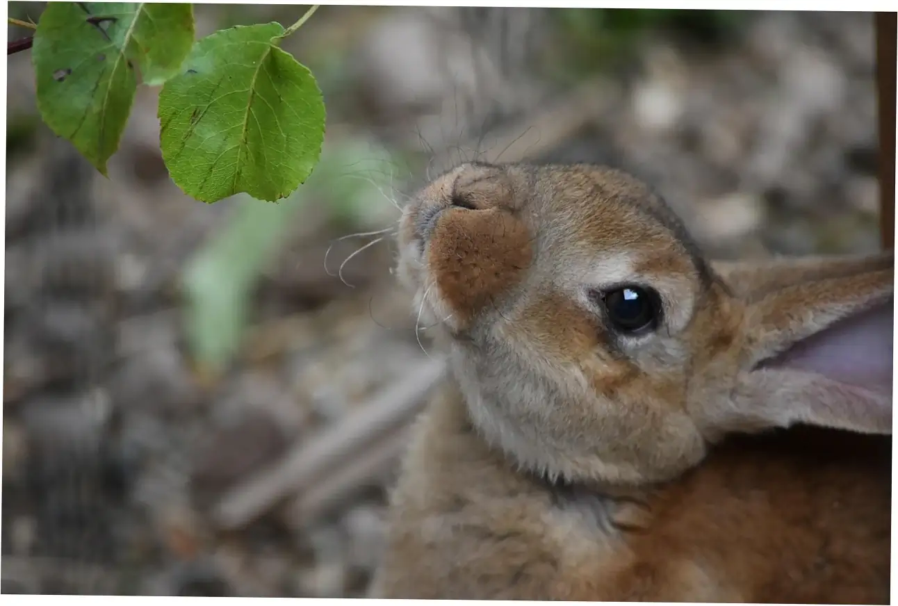 FAQ About can rabbits eat celery
