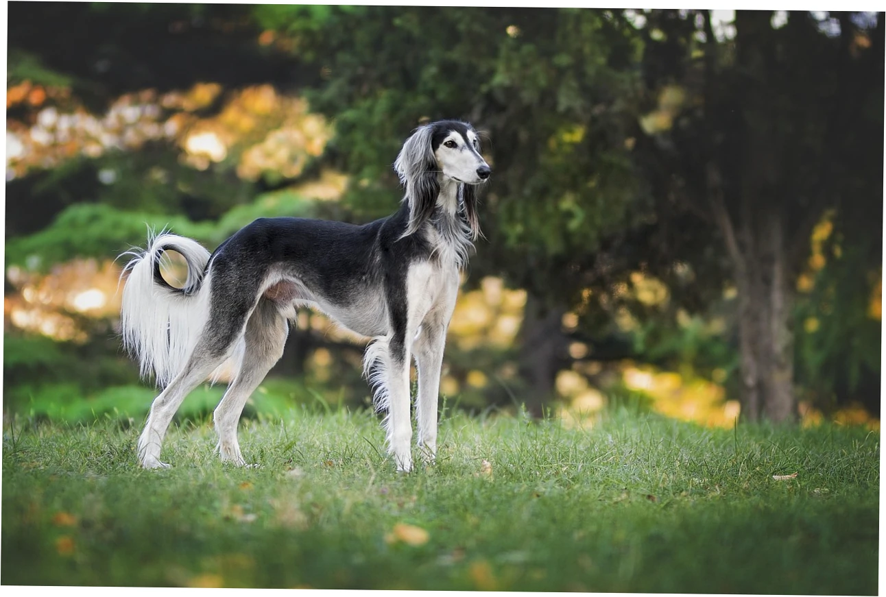 How to Clean Common Types of Dog Beds Step-by-Step